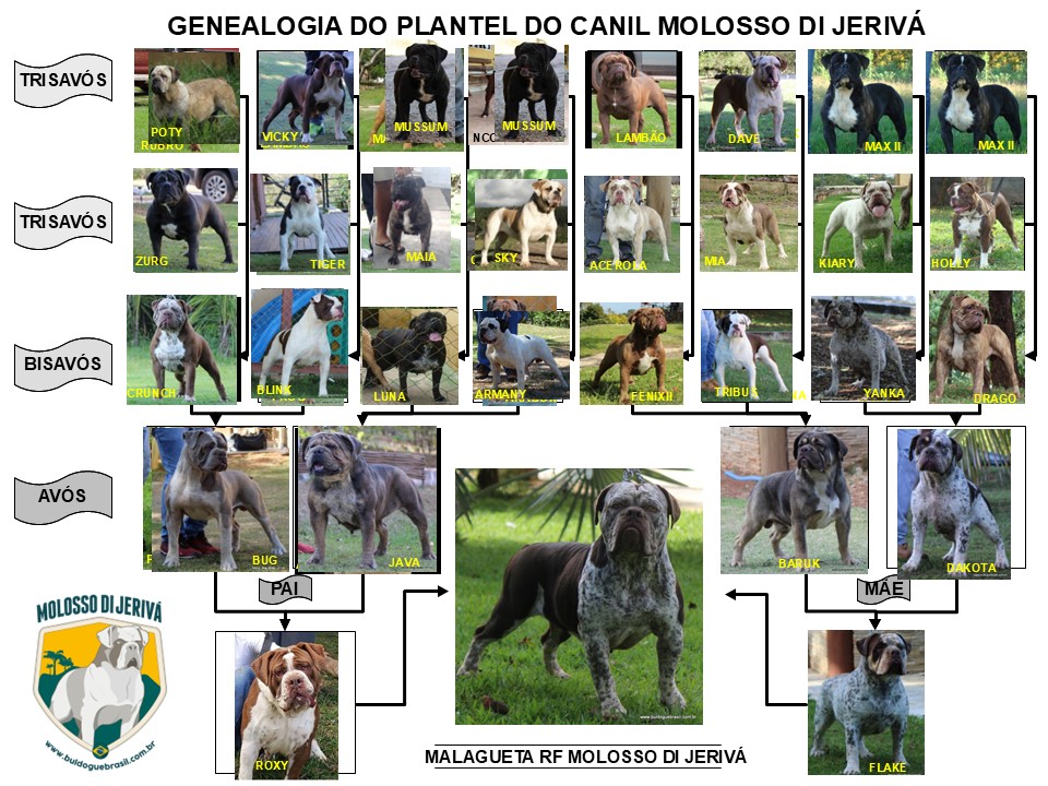 MALAGUETA RF MOLOSSO DI JERIVÁ 