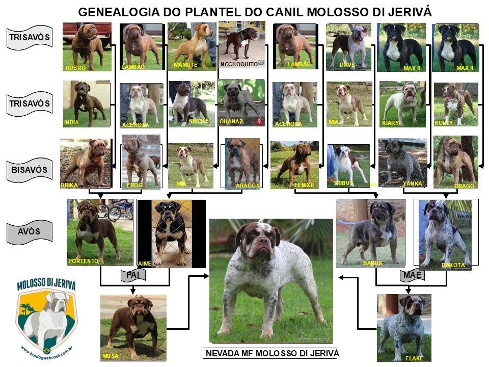 NEVADA MF MOLOSSO DI JERIVÁ 