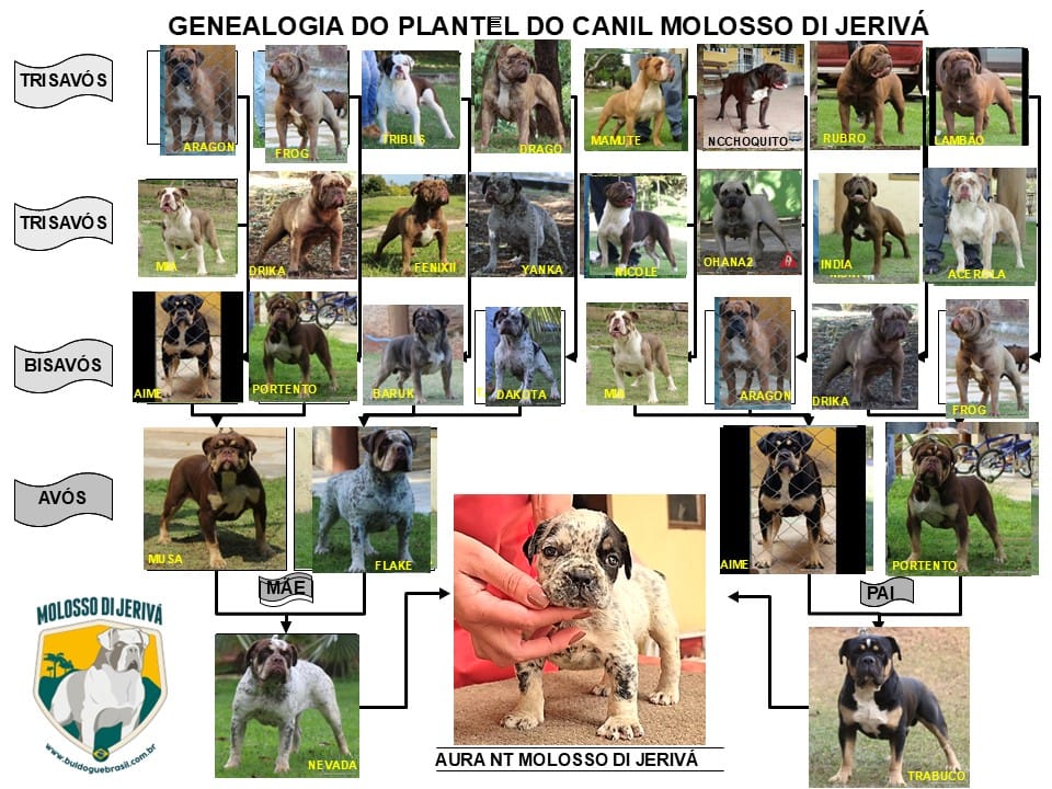 AURA NT MOLOSSO DI JERIVÁ 