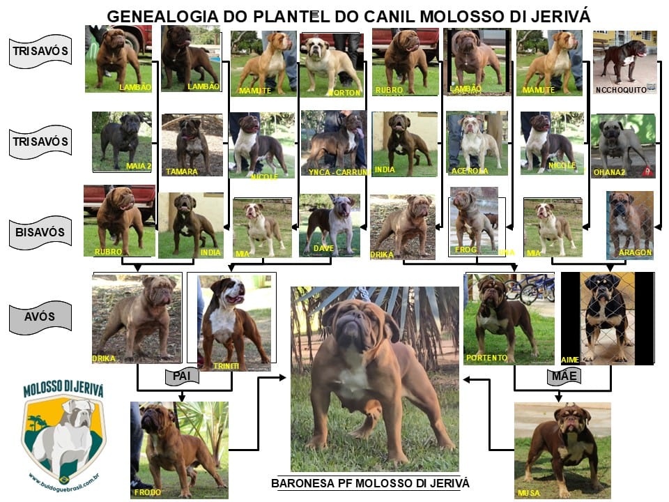 BARONESA MF MOLOSSO DI JERIVÁ 