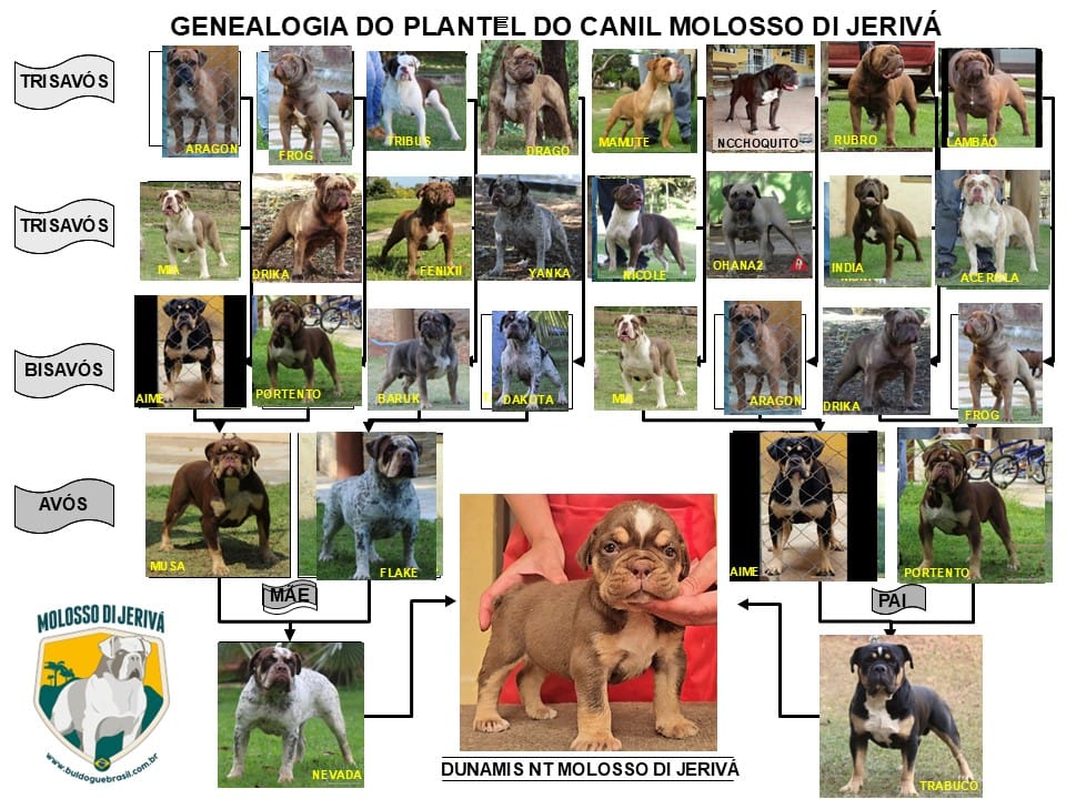 DUNAMIS NT MOLOSSO DI JERIVÁ