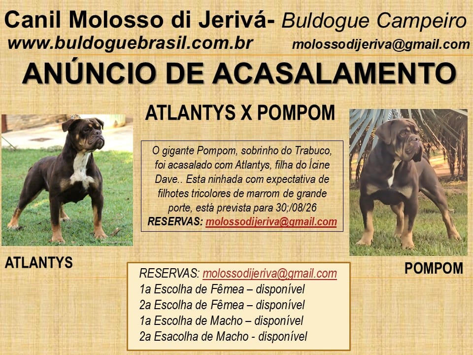 proxima ninhada acasalamento matriz femea atlantys macho padreador pompom canil molosso di jeriva 2026.jpeg